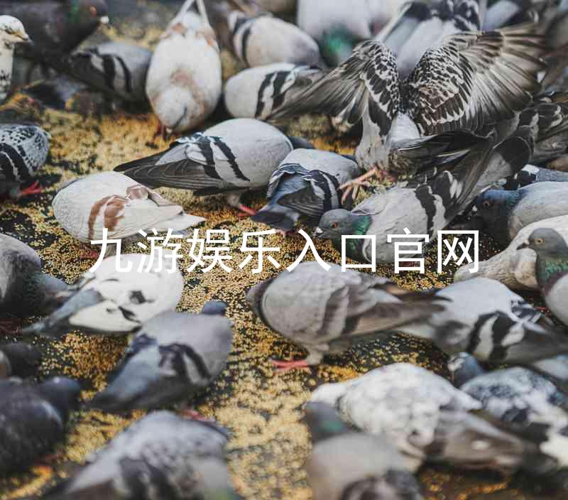 九游娱乐入口官网